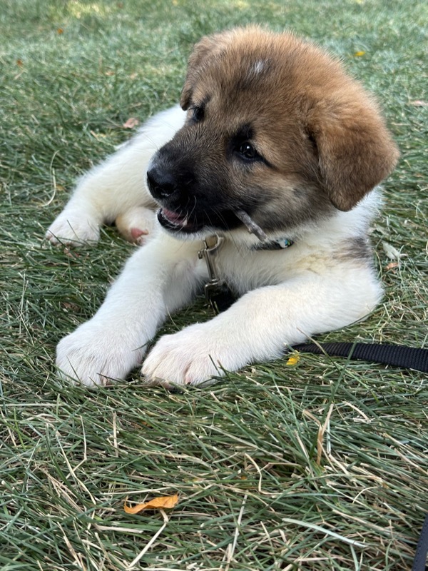 Baby Portabella lying on the grass