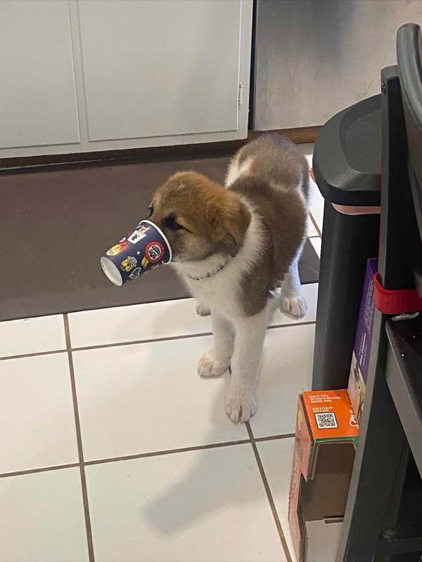 Puppy Portabella with a cup in her mouth