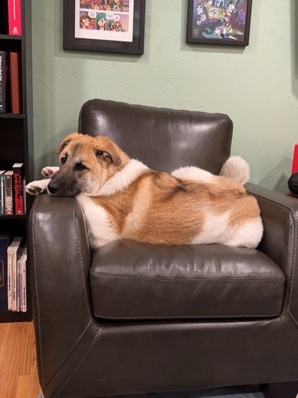 Portabella lying on a leather chair