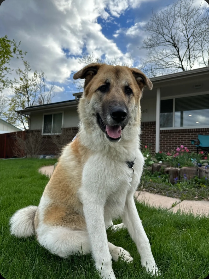 Portabella sitting proudly on the lawn