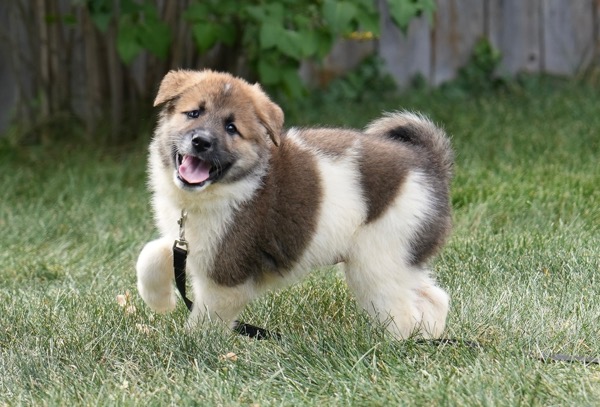 Portabella as a tiny puppy on the grass