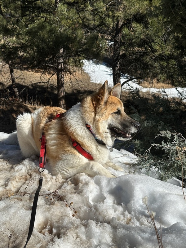 Portabella resting in the snow on a mountain