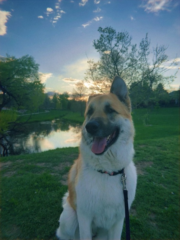 Portabella on a walk at sunset