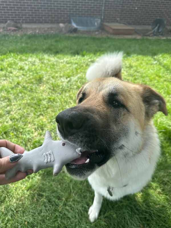 Portabella eating a shark-shaped dog cookie